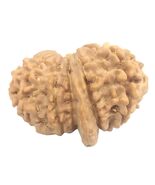 Rare Super Collector 14 Mukhi Ganesha Rudraksha  - 29.40mm - Nepal-IGL c... - $1,936.43 CAD