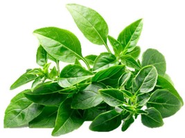 Ship From Us 20,000 Basil Spicy Globe Herb Seeds, ZG09 - £49.05 GBP
