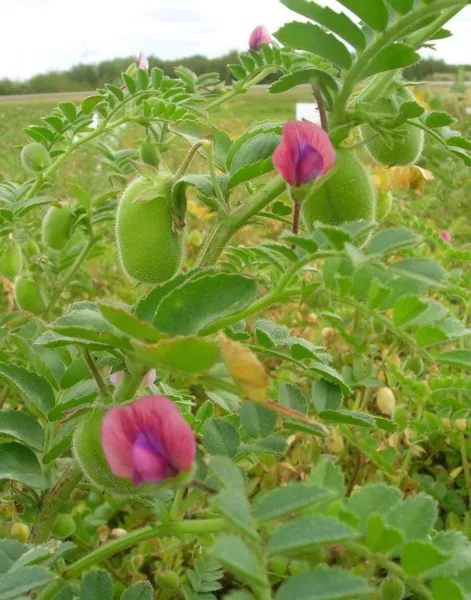 1 oz seeds Chickpea Garbanzo Bean Heirloom Seeds Quick Setup Glow - £10.76 GBP