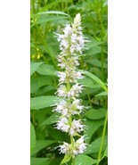 AW Agastache Rugosa Alba Liquorice White Anise Hyssop Snow Spike 50 Seed... - $26.29