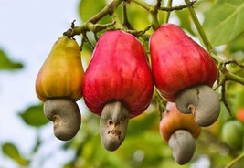 5 Cashew Nut Seeds Anacardium Occidentale Organic Heirloom Edible Fruit ... - $4.43
