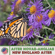 New England Aster Seeds, Monarch &amp; Pearl Crescent Butterfly Attractor 200 Seeds - £8.95 GBP
