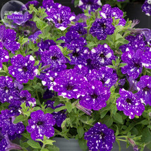 BELLFARM   Petunia &#39;Night Sky Blue&#39; Flowers 200 SEEDS  &#39;seeds&#39; white speckles ag - $7.00