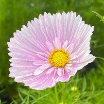 Cosmos Cupcake Blush Seeds - 25 Seeds Per Packet From USA - £7.90 GBP