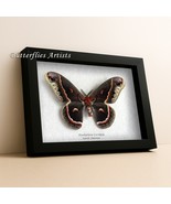 Robin Silk Moth Hyalophora Cecropia XL Taxidermy Framed Entomology Shadowbox - $1,860.82 MXN