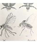 Southern Buffalo &amp; Turkey Gnats #2 Insect Victorian 1887 Print Entomolog... - $459.01 MXN