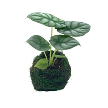 Alocasia Silver Dragon in a Japanese Kokodame Moss Ball, 4 inch, Super Rare Jewe - £18.22 GBP