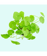 Pennywort Brazilian (Hydrocotyle Leucocephala) Aquarium Plants (5-8 inch... - $18.85