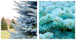 100 Blue Spruce Seeds Christmas Trees (Colorado, Picea pungens) - £19.88 GBP