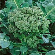 400 Broccoli Green Sprouting Heirloom Great Vegetable Seeds - £7.08 GBP
