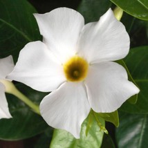 OKB Mandevilla (Dipladenia) ‘Madinia White’ Live Plant Well-Rooted Start... - $27.56