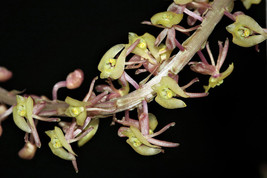 Malaxis Calophylla Small Terrestrial Jewel Orchid Bulb - £19.92 GBP