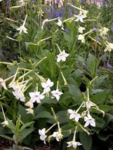 1000 Nicotiana Alata Seeds Jasmine Flowering TobaccoFrom US - $8.35