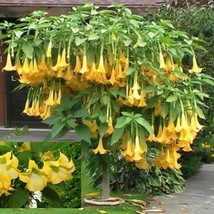 10 Brugmansia Suaveolens Yellow Seeds Datura Seeds Dwarf Brugmansia Angel Trumpe - £15.18 GBP