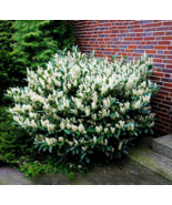 3-6&quot; Tall Live Plants 3 Otto Luyken Laurel Shrubs/Trees/Hedges/Bushes - $109.90