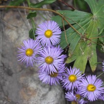 Seeds USA Seller Erigeron Speciosus Fleabane Daisy Seeds - $9.96