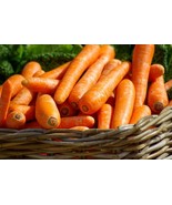 SDC Brilliance Carrot Seeds Beta Carotene Vitamin A Easy Grow - €12,17 EUR