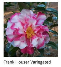 Frank Houser Variegated Camellia Japonica Starter Plant Beautiful Garden Fresh U - £36.26 GBP