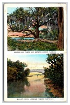 Dual View Lovers Oak Mullett Creek Tampa Bay Florida FL WB Postcard Y9 - £4.78 GBP