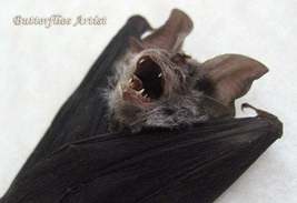 Real Vampire Horseshoe Bat Taxidermy Resting Rhinolophus Affinis Museum Quality - $68.99