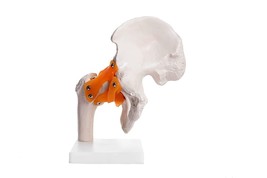 Life Size Human Hip Joint Model With Ligaments For Demonstration Orthopa... - £38.69 GBP