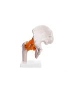 Life Size Human Hip Joint Model With Ligaments For Demonstration Orthopa... - £38.69 GBP