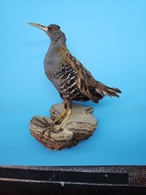 J5 Water Rail (Rallus Aquaticus) Bird Mount Taxidermy - £128.54 GBP