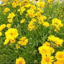 Coreopsis Lance Leaf 200 Seeds - £8.62 GBP