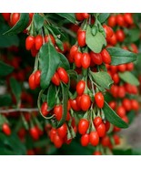 Goji Berry Live Plant 2+ year Strong Bare Rooted Wolfberry, Superfruit Easy Grow - £12.49 GBP