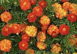 100 Seeds Marigold French Sparky Mix Flower Easy Planting Seeds - $8.99