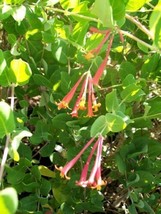 Arnolds Red Honeysuckle 1 Gal. Plant Large Multiple Flowers Easy to Grow... - £26.65 GBP