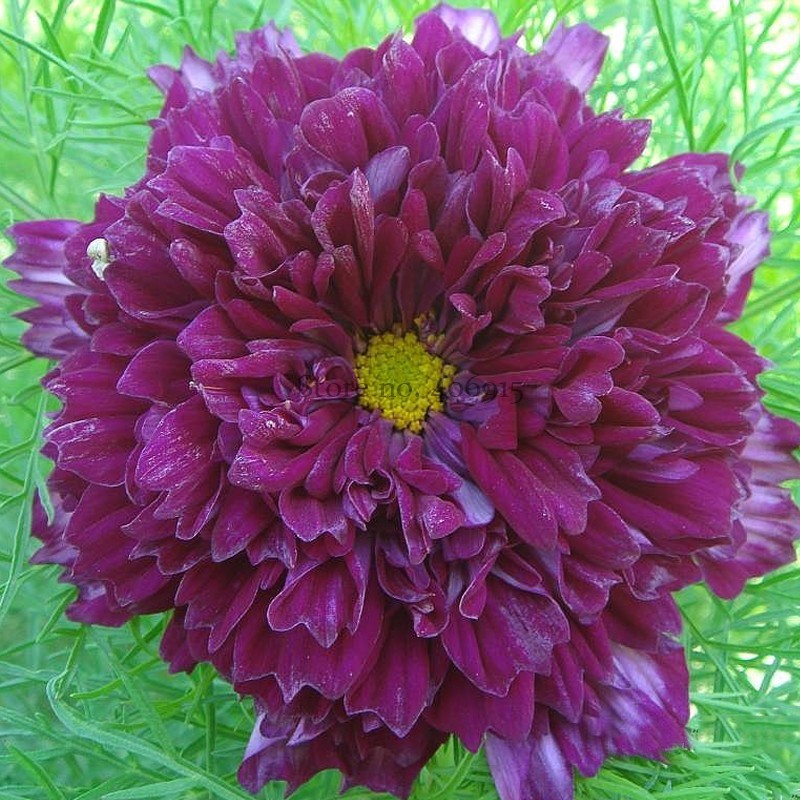 Purple Mixed Cosmos Bipinnatus Coreopsis Cosmos Double Flowers 20 Seeds ... - $6.72