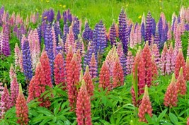Russell Lupine Mix 50 Seeds Mix Of Red Purple Blue White Pink And More Fresh Gar - £10.70 GBP