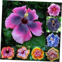 Daisy Garden 100 Pcs Mixed Hibiscus Seeds Giant Flowers Perennial Flower - £14.19 GBP