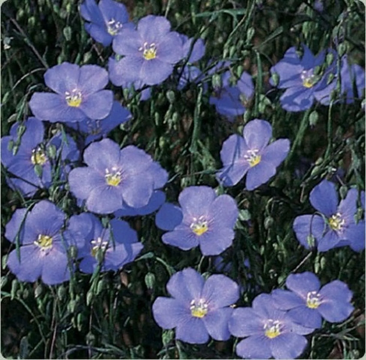 200 Seeds Flax Blue Linum Perene - $9.85