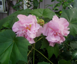 10 Pc Seeds Hibiscus Mutabilis Double Flower, Confederate Cotton Rose Seeds | RK - £20.14 GBP