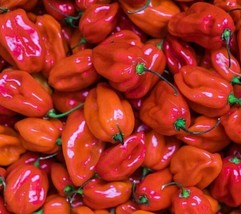 Red Scotch Bonnet Hot Pepper Seeds 30 Spicy Caribbean Culinary Home Garden - £5.30 GBP