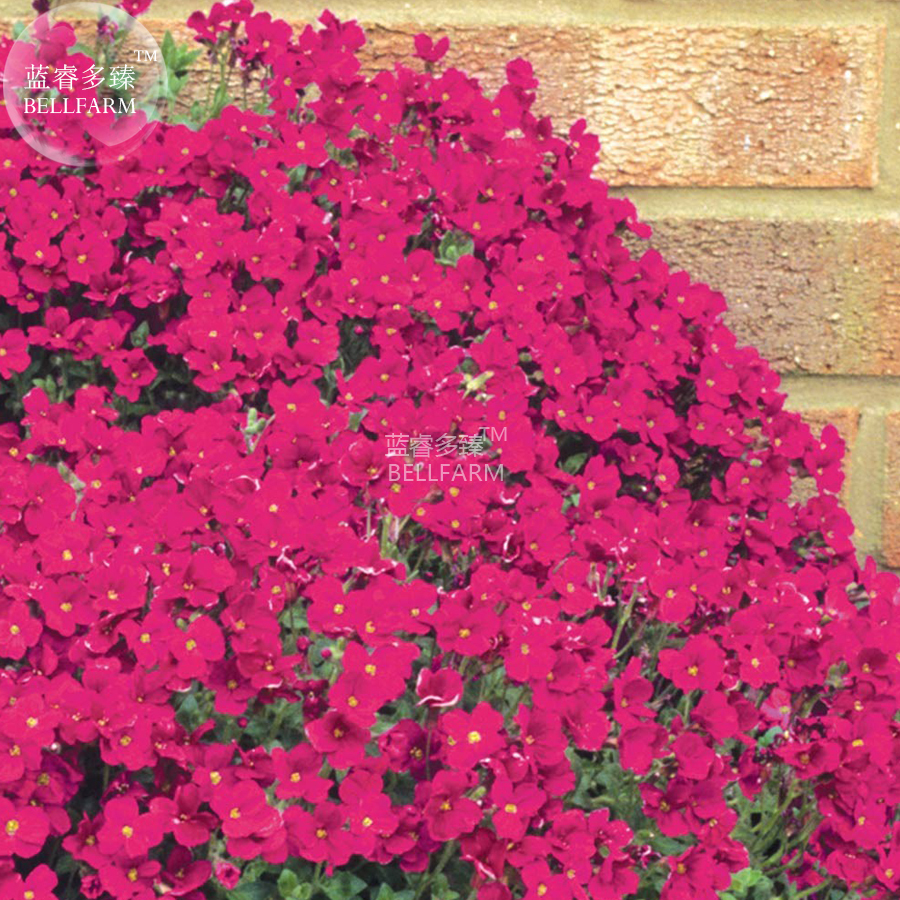 100 Seeds Aubrieta Red Cascade Flower Seeds Ground Cover Cascading Plant... - $3.76