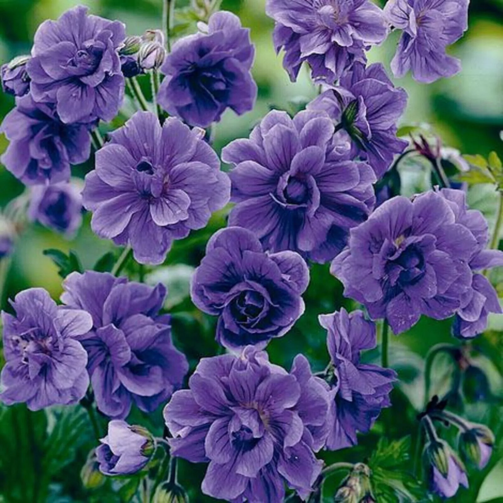Double Purple Geranium 10 Seeds Flowers Perennial Flower Fast Shipping US - £8.67 GBP