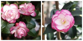 Leslie Ann, Camellia Japonica, Live Starter Plant - $47.99