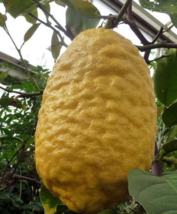 5 Pc Seeds Citron Fruit Plant, Citrus medica Seeds for Planting | RK - £14.82 GBP