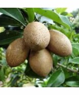 Mamey Sapote Magana In Half Gallon Pot New Fresh  - $84.94