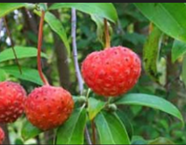 Himalayan Dogwood / Strawberry 20 Seeds - £7.85 GBP
