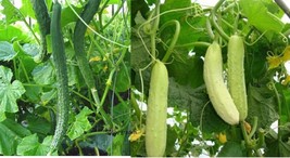 Long Cucumber Seeds White / Green Asian Chinese  Japanese Suyo Non-GMO 中... - $2.10+