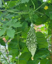 5 SEEDS BITTER MELON BITTER GOURD GROW QUICK HEIRLOOM SEEDS EXCEL - £6.33 GBP