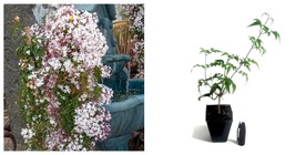 2&quot; Pot Live Jasmine Plant Mini Starter Plant &quot;Zone 8, 9, 10 indoor 5, 6, 7&quot; - £25.42 GBP