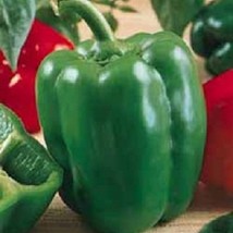 Fast Ship USA Seller 200 Pepper Seeds California Wonder Sweet Pepper Garden Seed - £14.14 GBP