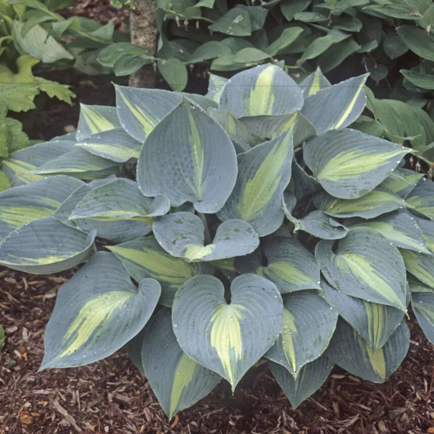 Hosta Touch Of Class Medium Thick Disease-Free 2.5 Inch Pot  - £21.80 GBP