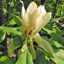 Magnolia Tripetala Umbrella Magnolia 10 Seeds Seeds Fresh Fast Shipping - $27.20