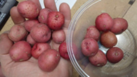 20 small ORGANIC Red Skin White Flesh SEED Potato tubers, Solanum tuberosum - $31.50